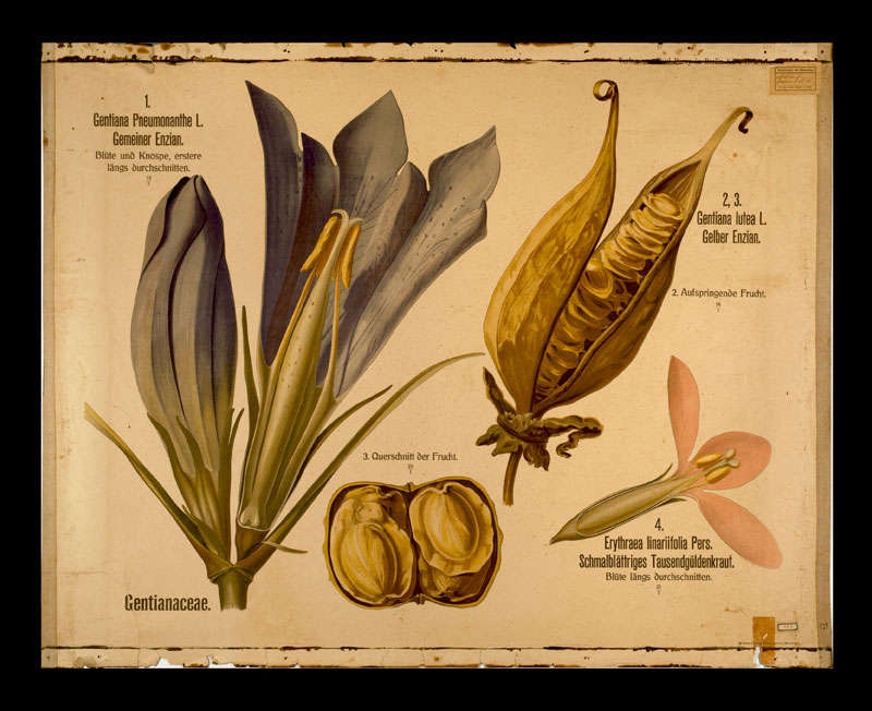 Tafel 59 Gentianaceae